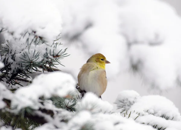 American Goldfinch in the show — Stock Photo, Image