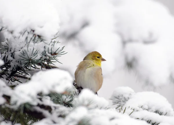 American Goldfinch nello spettacolo — Foto Stock