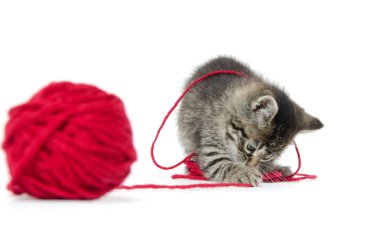 iplik ile şirin tabby yavru kedi