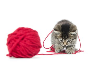 iplik ile şirin tabby yavru kedi