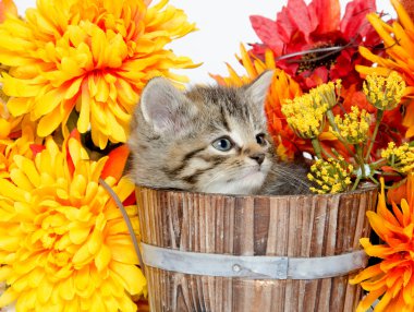 çiçeklerle ahşap varil içinde oturan sevimli tabby yavru kedi