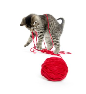 iplik ile şirin tabby yavru kedi