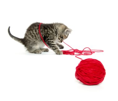 iplik ile şirin tabby yavru kedi