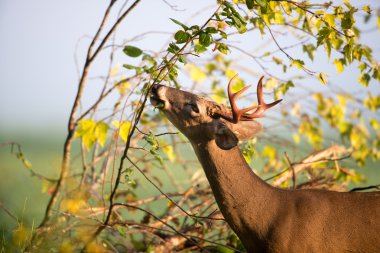 Ak kuyruklu geyik buck besleme