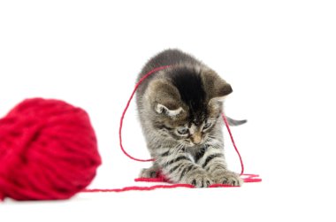 iplik ile şirin tabby yavru kedi