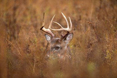 Beyaz kuyruklu Geyik Buck