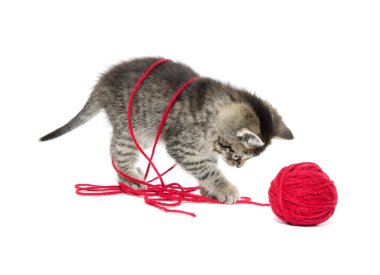 iplik ile şirin tabby yavru kedi