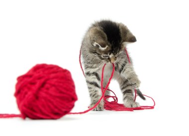 iplik ile şirin tabby yavru kedi