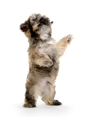 Shih tzu puppy yalvarıyor tedavi