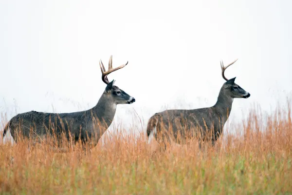 Two white-tailed deer bucks — Stock Photo, Image