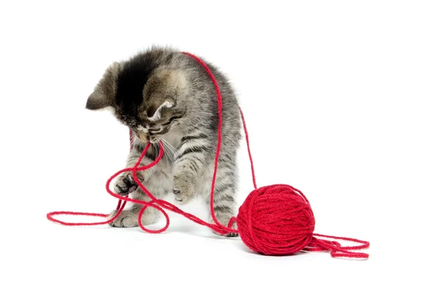 Cute tabby kitten with yarn — Stock Photo, Image