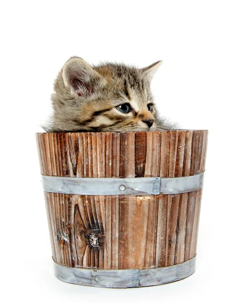 Cute tabby kitten sitting inside wooden barrel on white backgrou — Stock Photo, Image