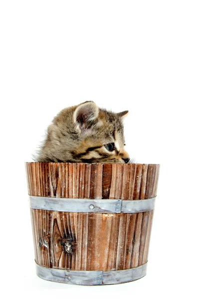 Cute tabby kitten sitting inside wooden barrel on white backgrou — Stock Photo, Image