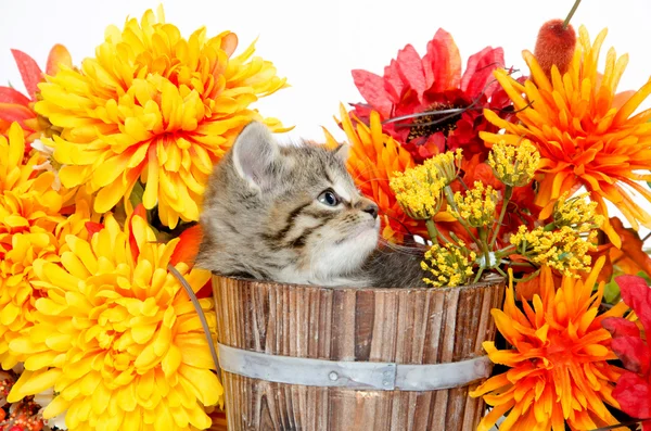 Gatinho bonito tabby sentado dentro do barril de madeira com flores — Fotografia de Stock