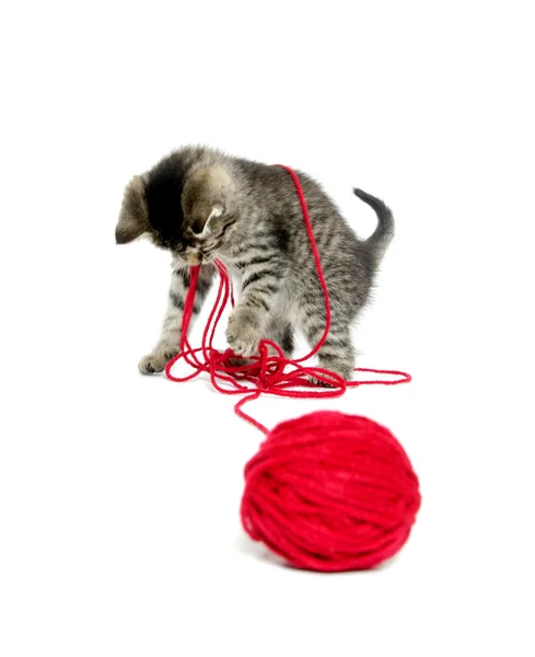 Cute tabby kitten with yarn — Stock Photo, Image