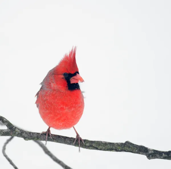 Norra kardinal uppflugen på gren — ストック写真