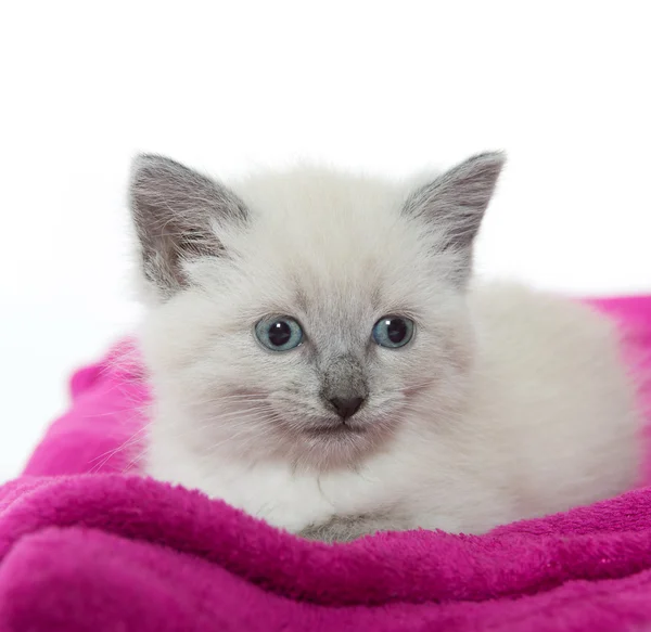 Cute kitten resting on blanket — Stock Photo, Image