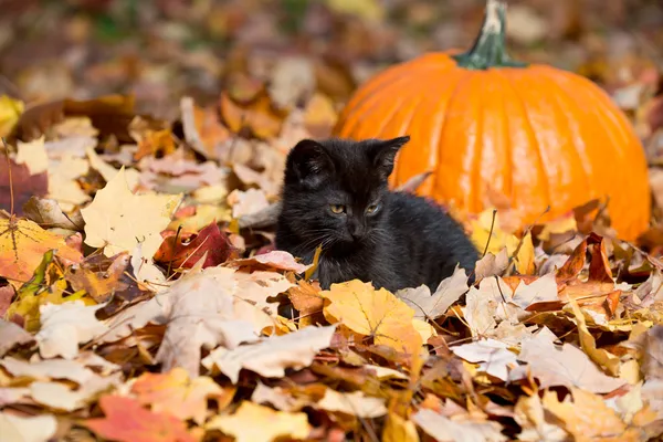 Симпатичный черный котенок и листья — стоковое фото