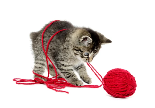 Cute tabby kitten with yarn — Stock Photo, Image