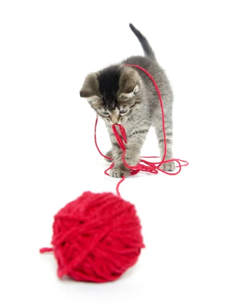 Cute tabby kitten with yarn — Stock Photo, Image