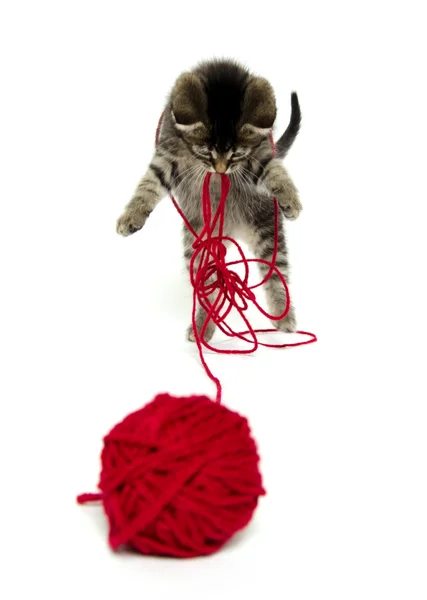 Cute tabby kitten with yarn — Stock Photo, Image