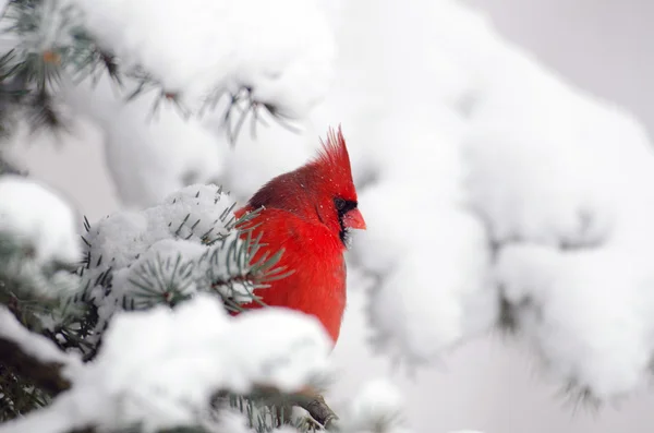 Northern cardinal perched in a tree — Stock Photo, Image