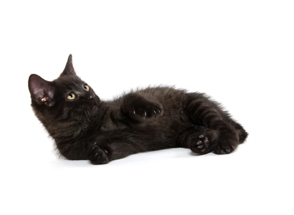 Lindo gatito negro — Foto de Stock