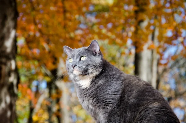 Lindo gato gris — Foto de Stock