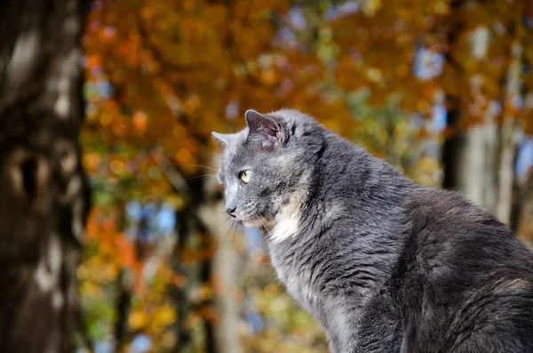 Cute gray cat — Stock Photo, Image