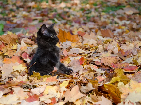 Cute black kitten in leaves — Stock Photo, Image