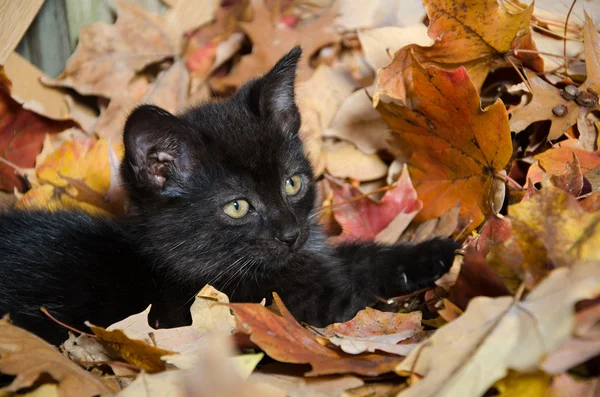 Симпатичный черный котенок в листьях — стоковое фото