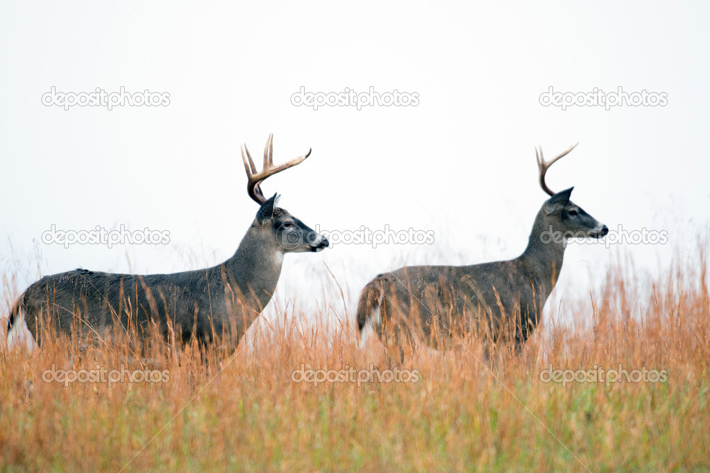 Two white-tailed deer bucks