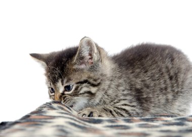 şirin tabby yavru kedi ve battaniye