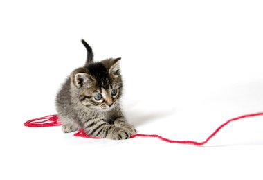 iplik ile şirin tabby yavru kedi