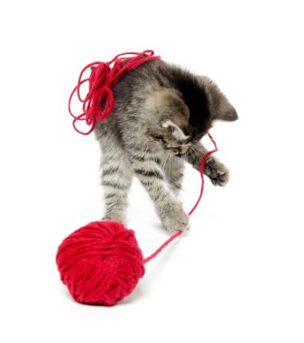 iplik ile şirin tabby yavru kedi