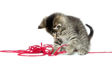 iplik ile şirin tabby yavru kedi