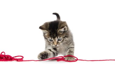 iplik ile şirin tabby yavru kedi