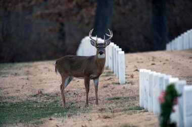Beyaz kuyruklu Geyik Buck