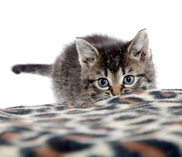 可爱的虎斑猫咪和毯子 — 图库照片