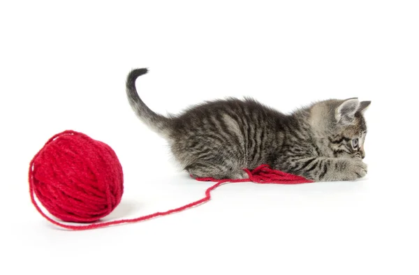 Cute tabby kitten with yarn — Stock Photo, Image