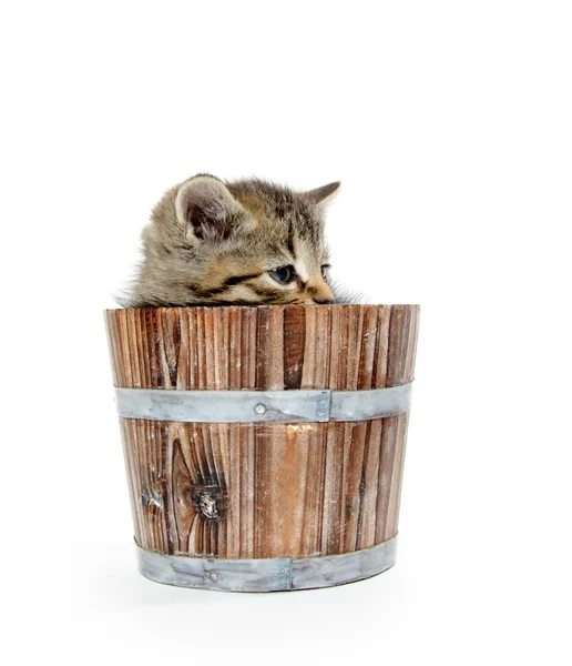 Cute tabby kitten sitting inside wooden barrel on white backgrou — Stock Photo, Image