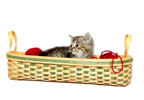 Sepet içinde şirin tabby yavru kedi — Stok fotoğraf