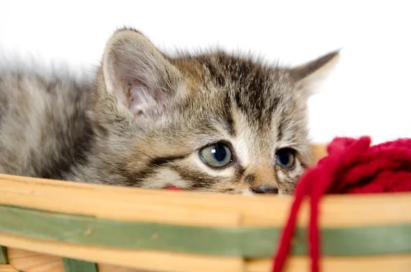 Cute tabby kitten in basket — Stock Photo, Image