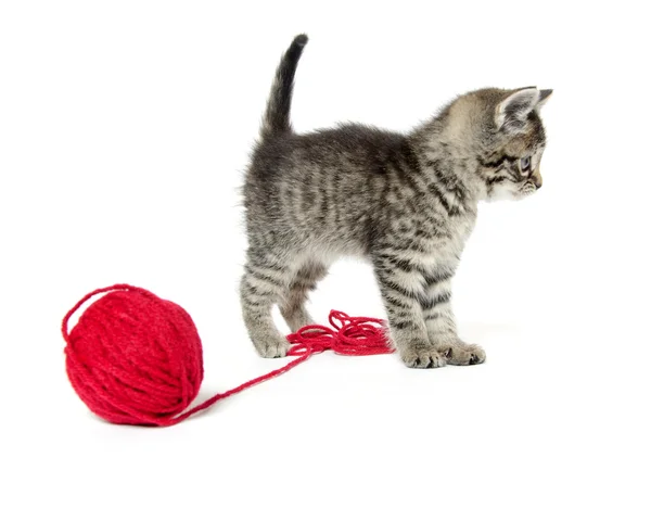 Cute tabby kitten with yarn — Stock Photo, Image