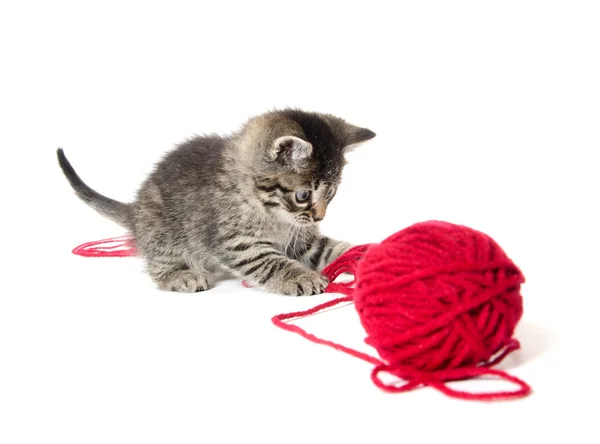 Söt tabby kattunge med garn — Stockfoto