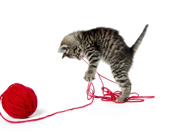 Cute tabby kitten with yarn — Stock Photo, Image