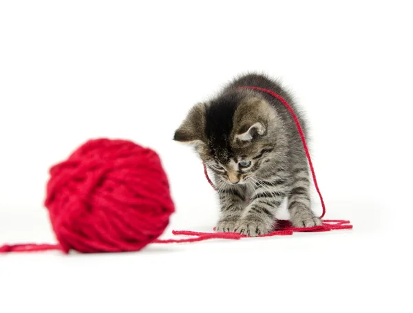 Cute tabby kitten with yarn — Stock Photo, Image