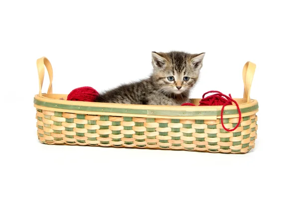 Lindo tabby gatito en cesta — Foto de Stock