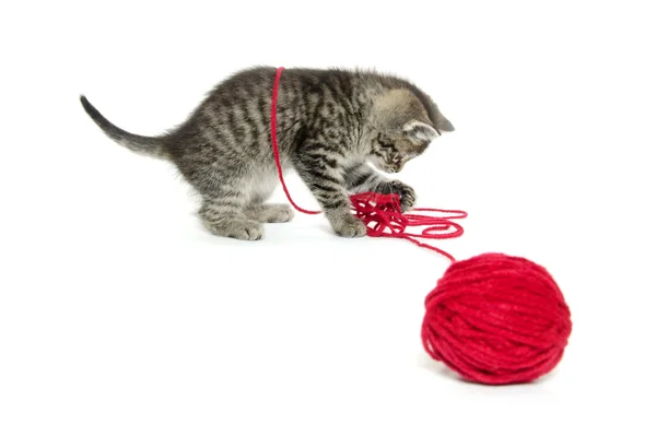 糸で平織り子猫かわいい — ストック写真