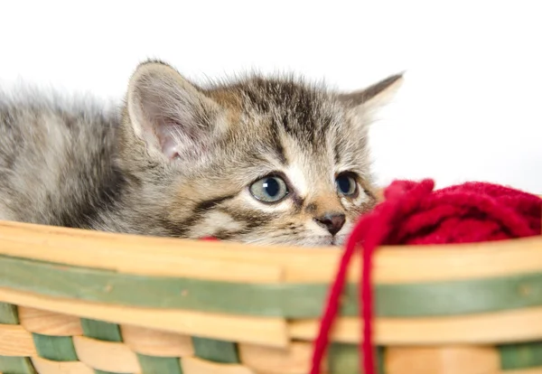 Cute tabby kitten in basket — Stock Photo, Image